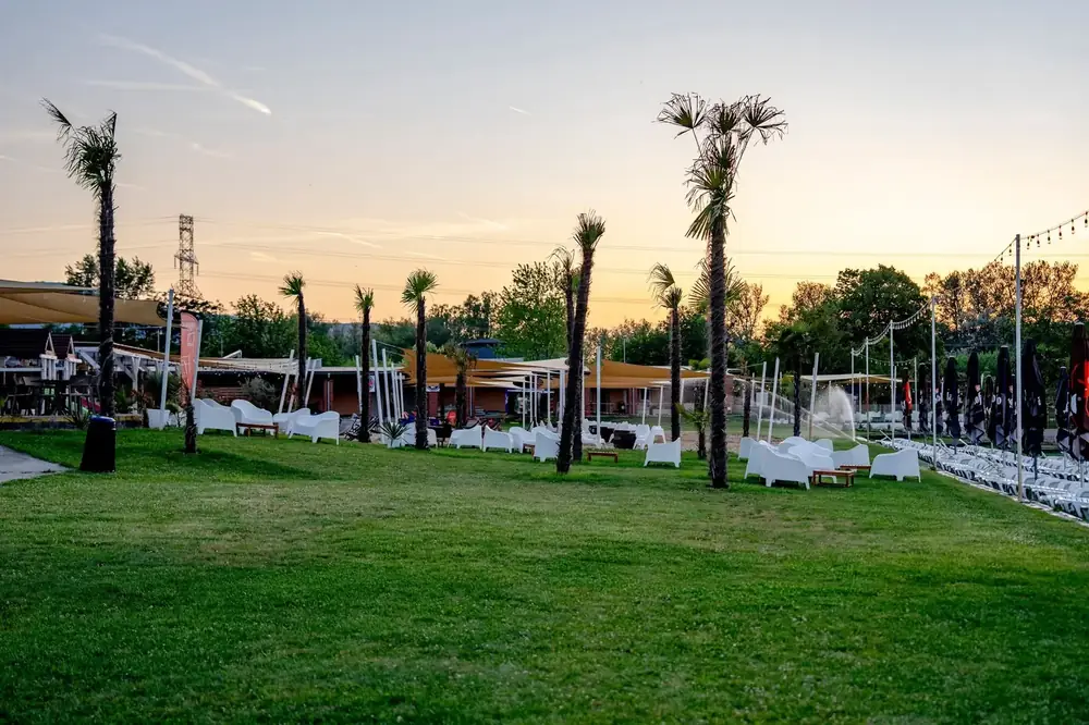 Palm trees and lawn at sunset